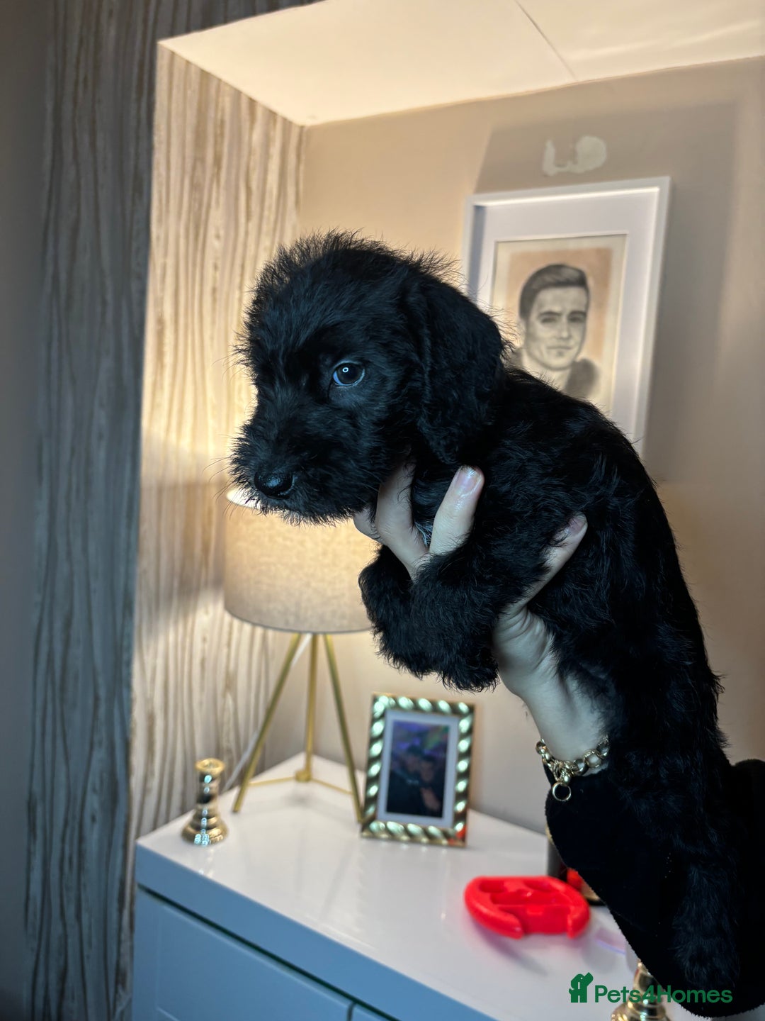 Mixed Breed dogs for sale: 3/4Bedlington 1/4Whippet - Image 5