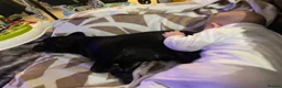 Frug dogs for sale: Lola (she is free)  in Reading - Advert 12