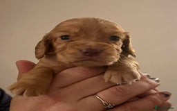 Cocker Spaniel dogs for sale: Gorgeous Health Tested Working Cocker Spaniels - Image 8