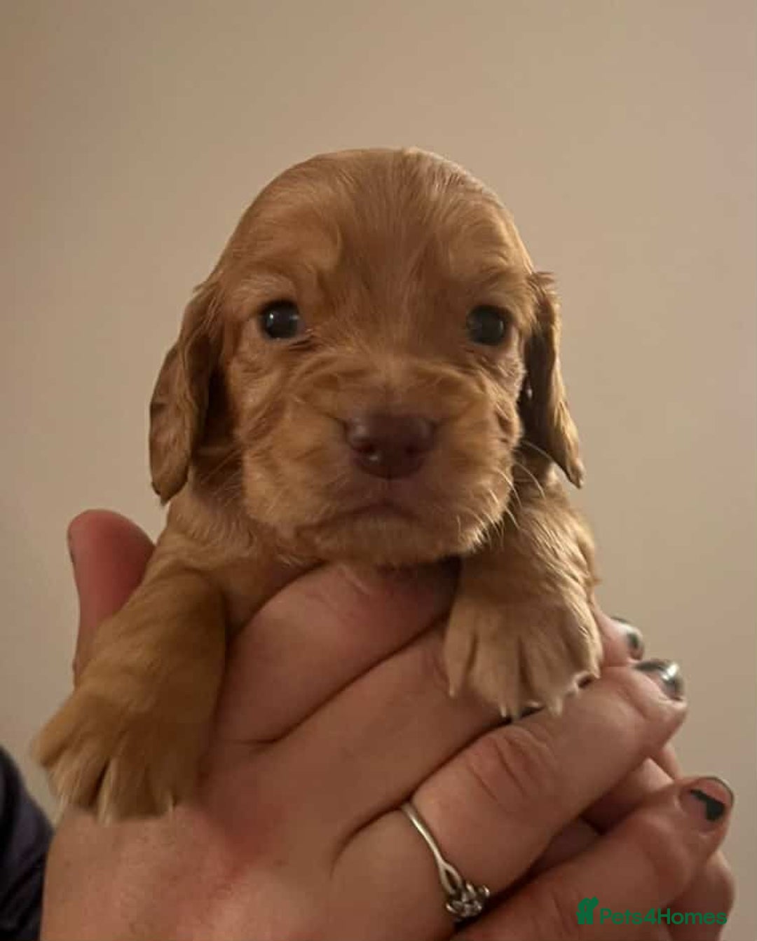 Cocker Spaniel dogs for sale: Gorgeous Health Tested Working Cocker Spaniels - Image 8