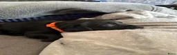 Labrador Retriever dogs for sale: KC Registered black Labrador puppies - Advert 25
