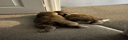 Mini Lop rabbits for sale: Male & Female Mini Lops in Hull - Advert 6