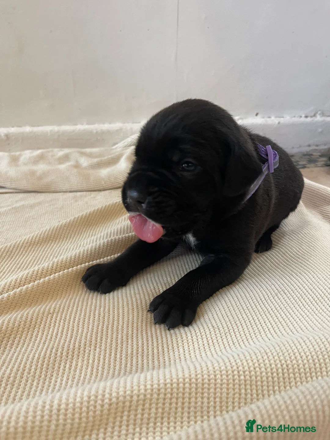 Cane Corso dogs for sale: Outstanding ICCF Cane Corso Pups, Family-Guardians in Manchester - Advert 2