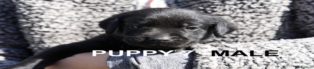 Black male Labrador Retriever Puppy 7