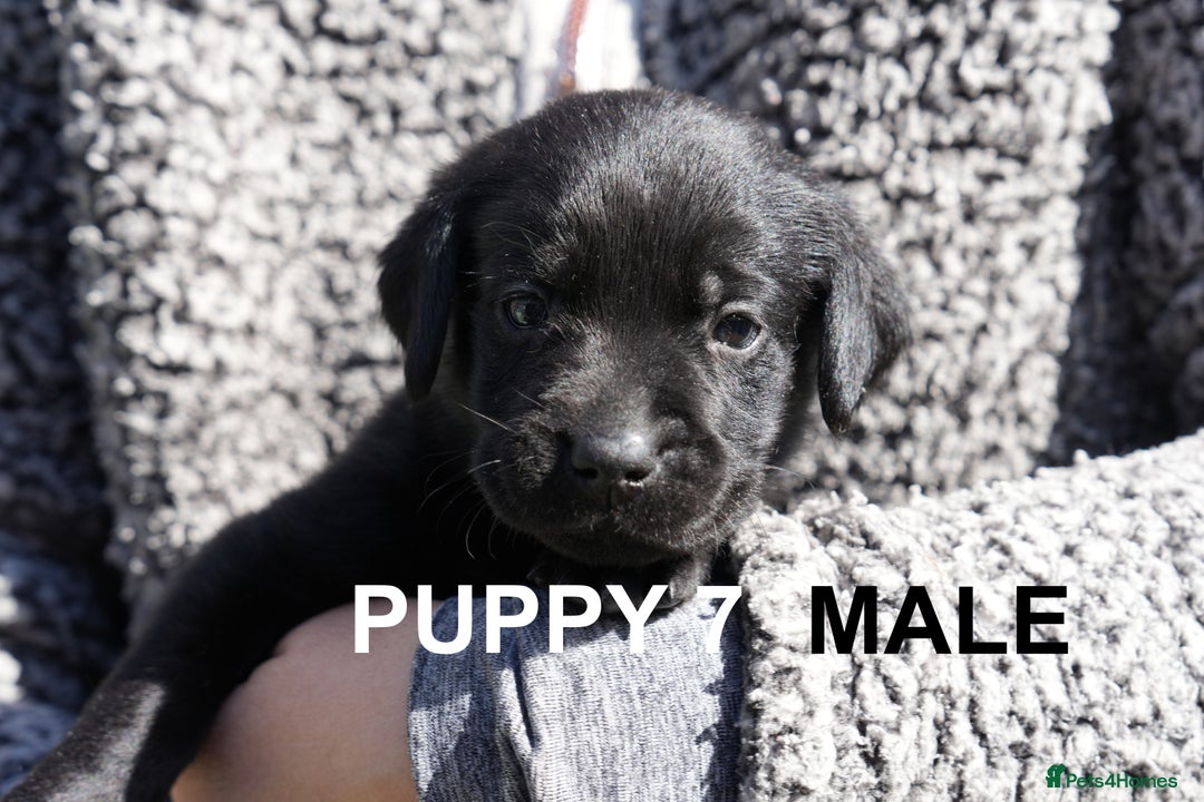 Labrador Retriever dogs for sale: Labrador retrievers chocolate and black KC reg - Image 14