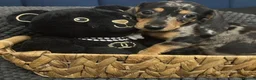 Miniature Dachshund dogs for stud: KC Reg Black/cream,proven,gorgeous boy stud only  - Advert 3