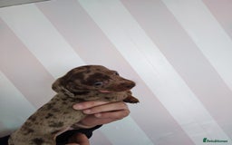 Dachshund dogs for sale: Adorable miniature dachshunds - Image 2