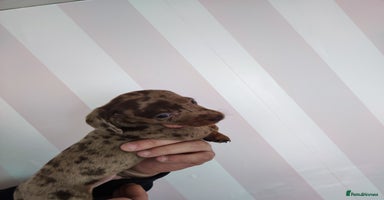 Dachshund dogs - Advert 2