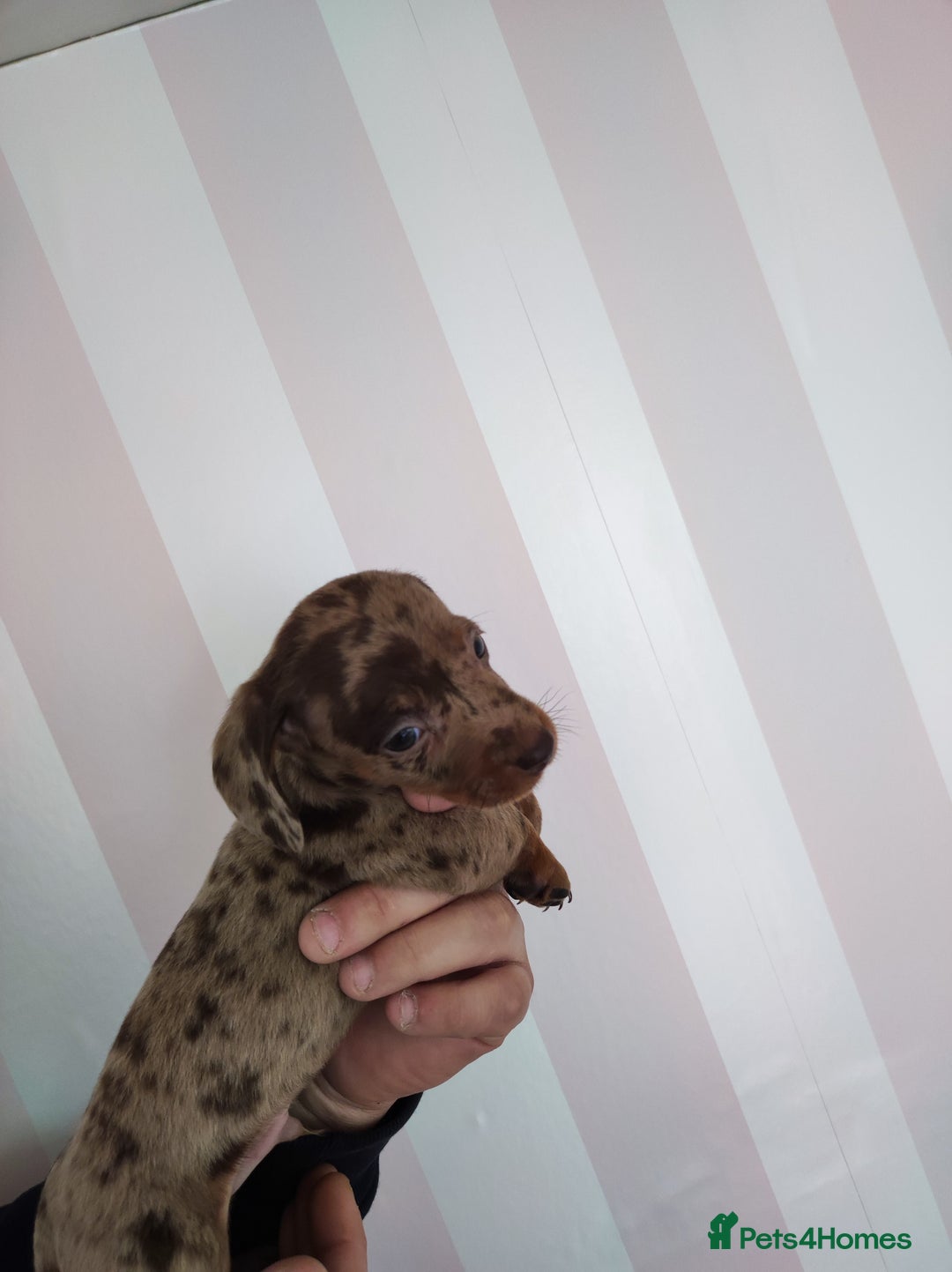 Dachshund dogs for sale: Adorable miniature dachshunds - Image 2