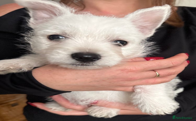West Highland Terrier dogs - Advert 1