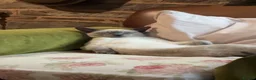 Siamese cats for sale: Pedigree quality kittens  in Longhope - Advert 4