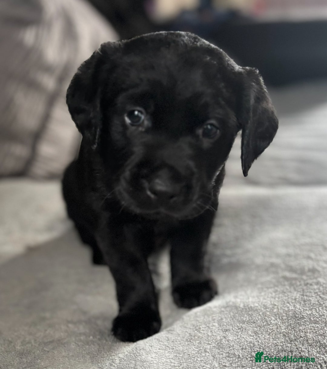 Goldador dogs for sale: Stunning Black Lab/Golden Retriever Puppies - Advert 23