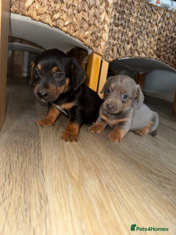 Mixed Breed dogs - Advert 1