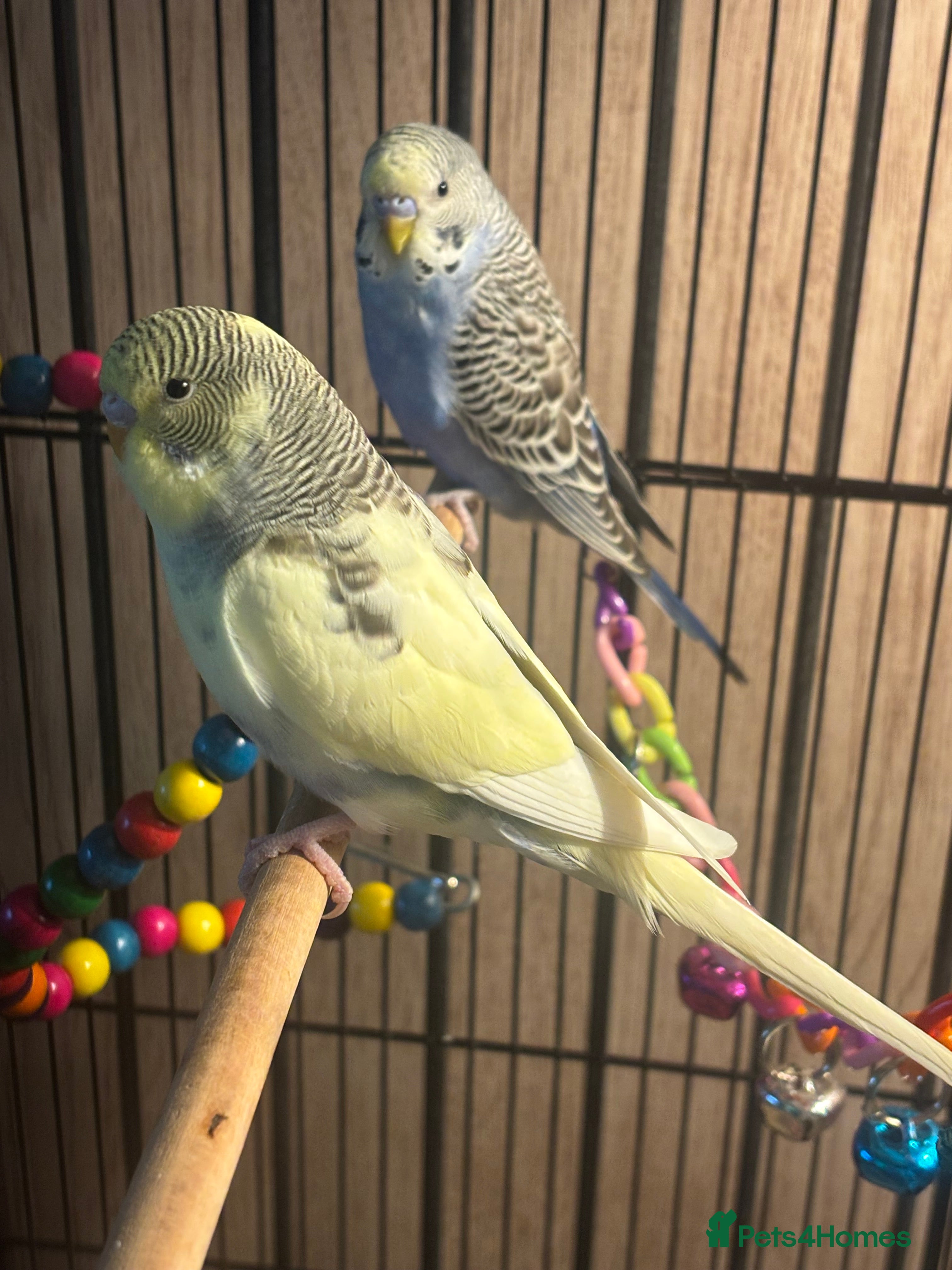 Budgerigars birds 2 Budgies and cage  - Advert 1