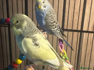 Budgerigars birds 2 Budgies and cage - Advert 1