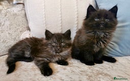 Maine Coon cats for sale: Maine Coon Kittens - Image 5