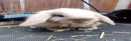 Mini Lop rabbits for sale: Mini Lop Bunnies Ready to leave 12/05 - Advert 1