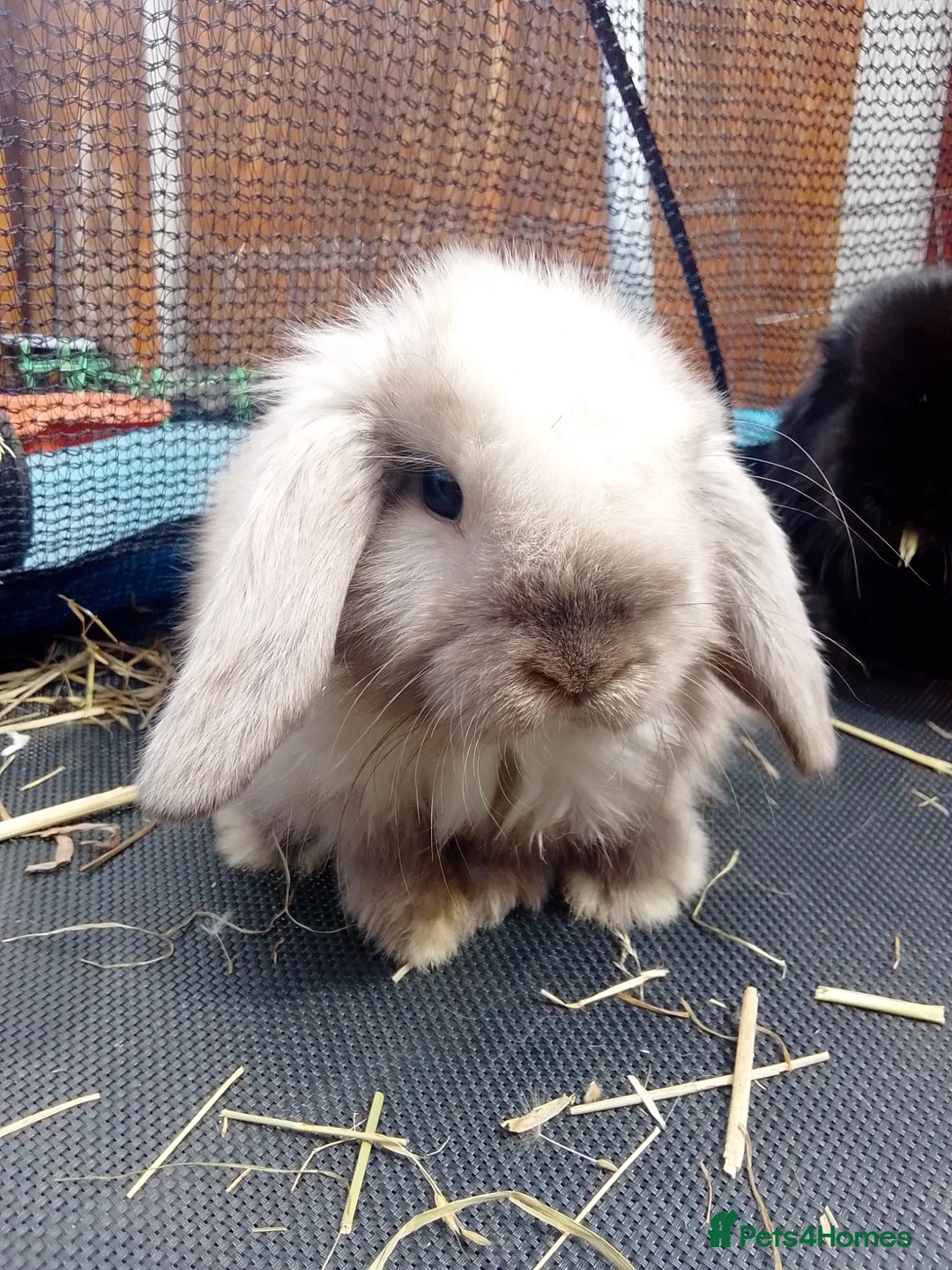 Mini Lop rabbits for sale: Mini Lop Bunnies Ready to leave 12/05 - Advert 1