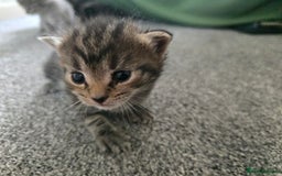 British Longhair cats for sale: 5 beautiful fluffy kittens – 4 girls, 1 boy - Image 17