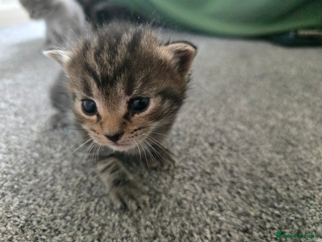 British Longhair cats for sale: 5 beautiful fluffy kittens – 4 girls, 1 boy - Image 17