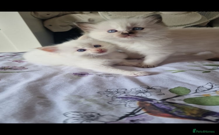 Ragdoll cats - Advert 14
