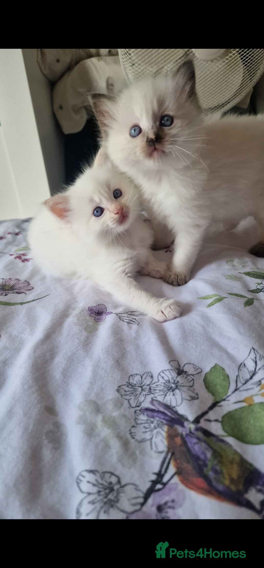 Ragdoll cats for sale: Healthy Ragdoll kittens , Ready now.  - Image 1