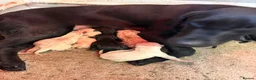 Labrador Retriever dogs for sale: Champion Labrador retriever puppies  - Advert 11