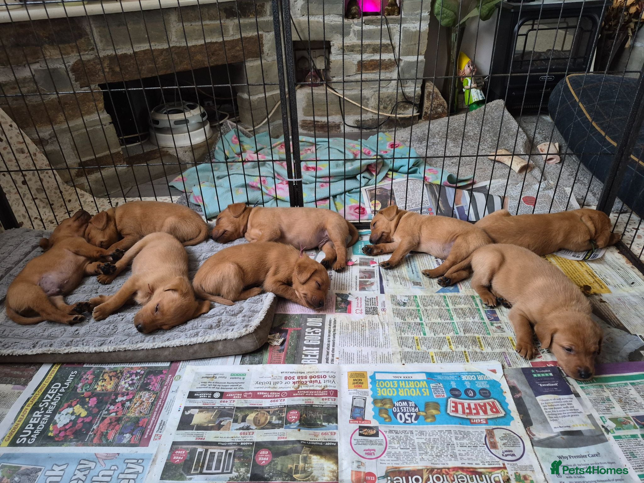 Labrador Retriever dogs Fox red labs for sale - Advert 2