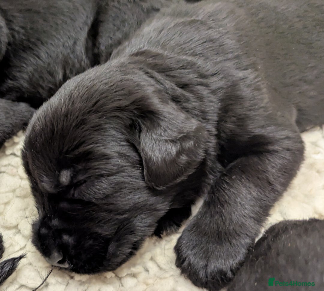 Giant Schnauzer dogs for sale: Health Tested Giant Schnauzer Pups Due 23rd August - Image 10