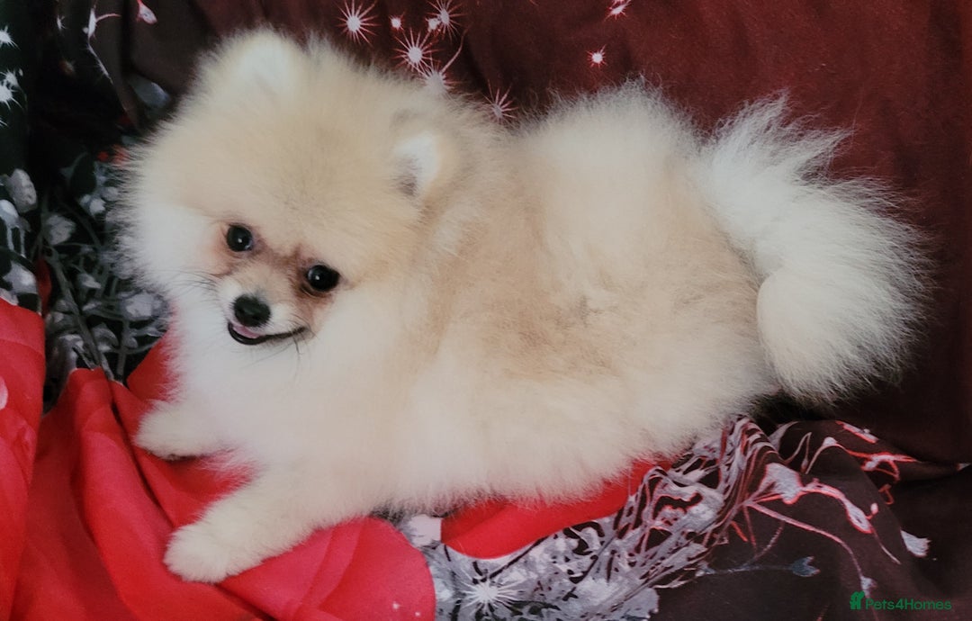Pomeranian dogs for sale: XXS🐶KC REG🐾Pomeranian Puppies for sale🐶 in Brentwood - Image 18