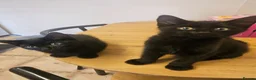 Mixed Breed cats for sale: 3 Playful Black Brother Kittens Looking for Homes - Advert 19