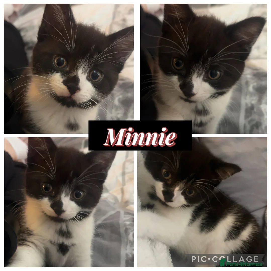 British Longhair cats for sale: 4 kittens for sale! - Advert 1