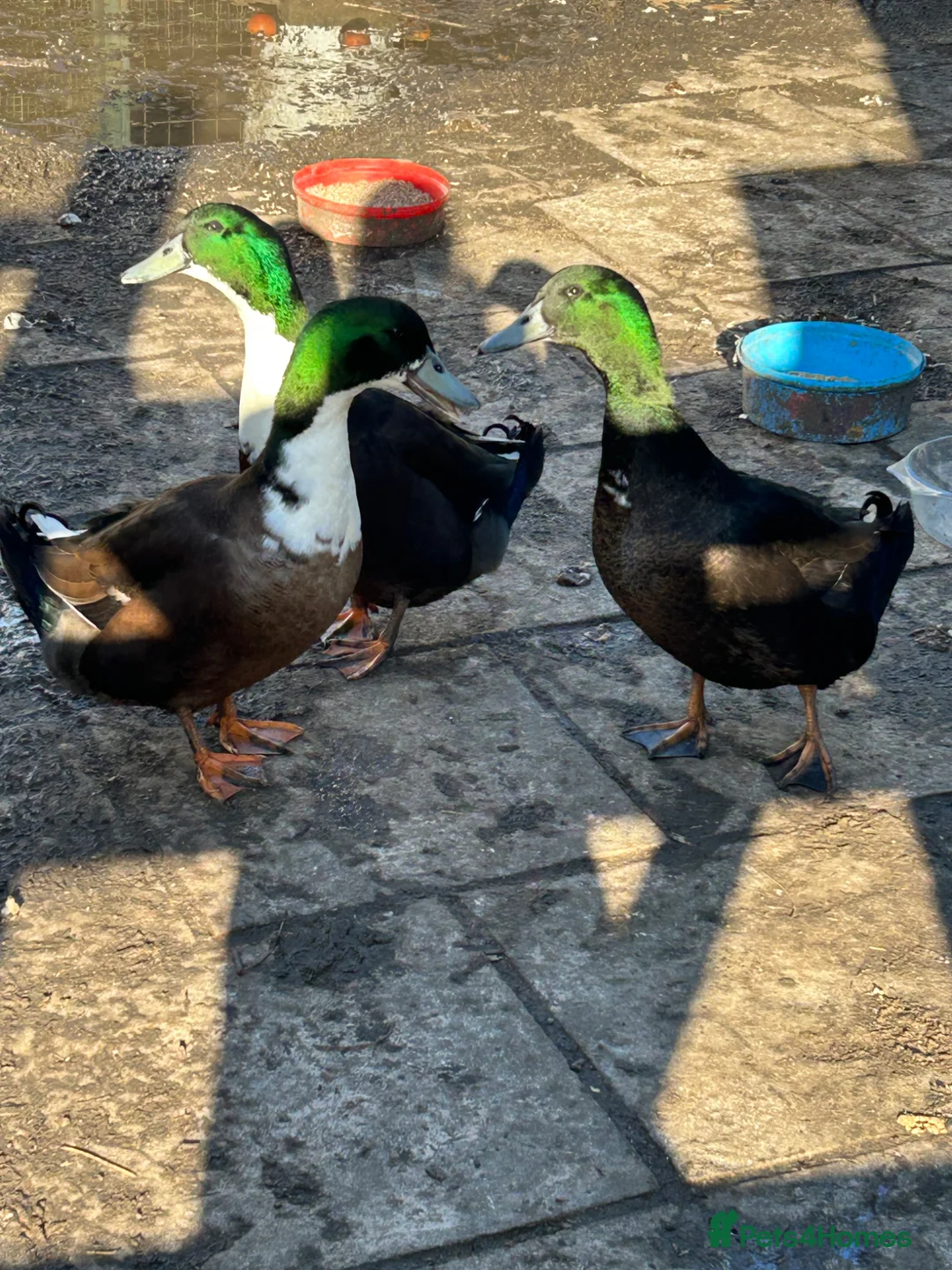 Ducks poultry for sale: Male Cayuga-Pekin Cross - Advert 1