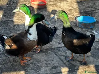 Ducks poultry Male Cayuga-Pekin Cross - Advert 1