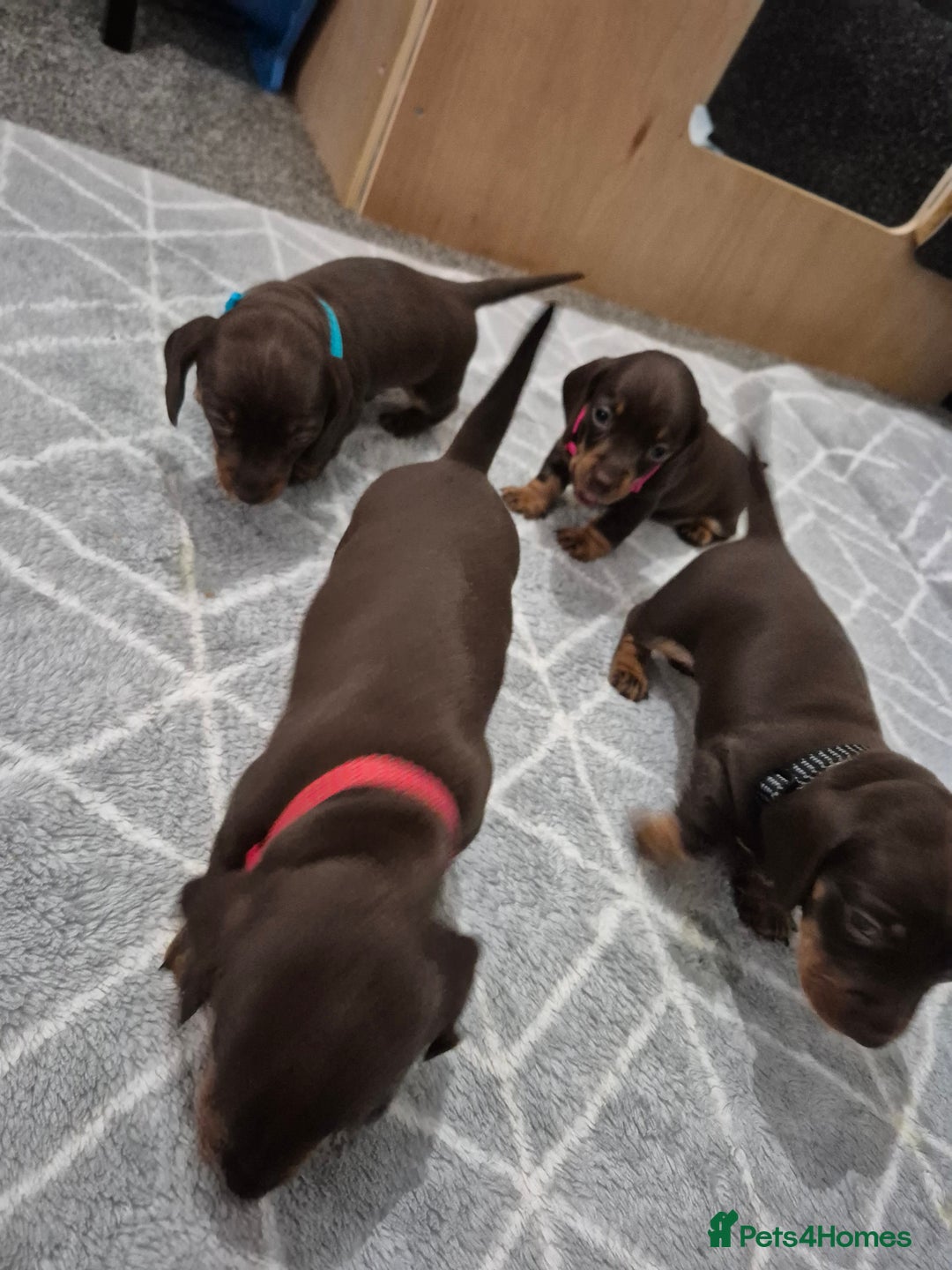 Miniature Dachshund dogs for sale: Miniature Dachshund  - Advert 6