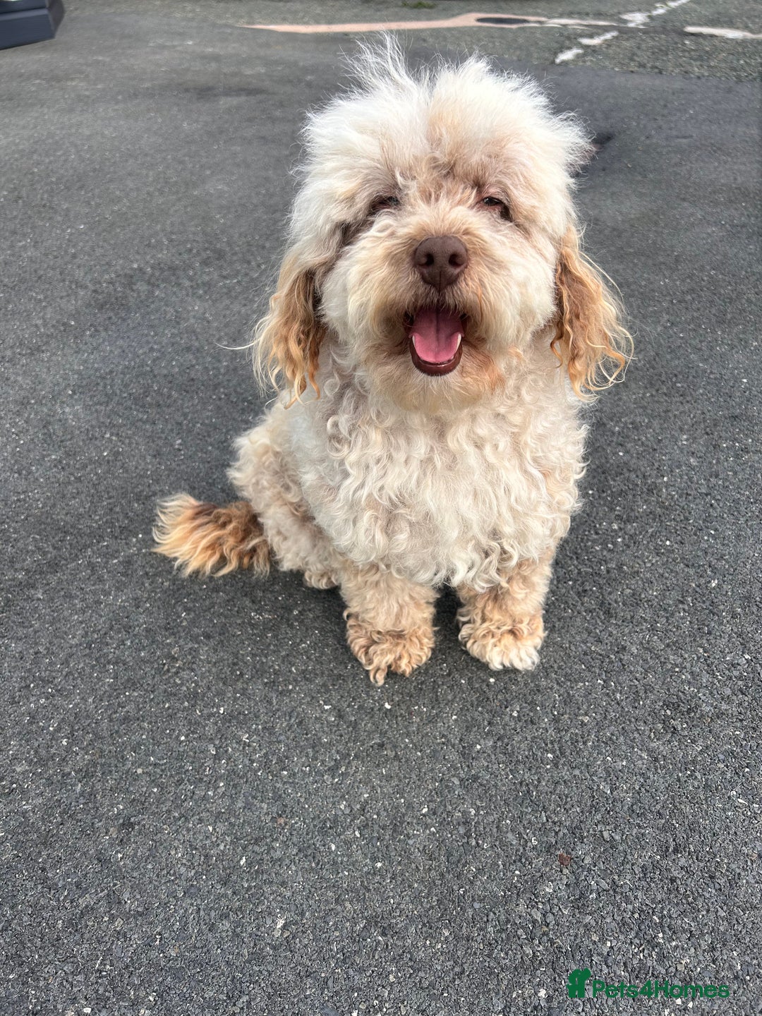 Cockapoo dogs for sale: F2 cockapoo  - Image 5