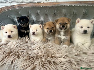 Japanese Shiba Inu dogs - Advert 2