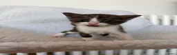 Ragcoon cats for sale: Beautiful Maine Coon × Ragdoll Kittens  - Advert 19