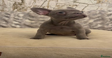 French Bulldog dogs - Advert 4