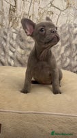 French Bulldog dogs - Advert 5