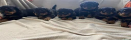 Rottweiler dogs for sale: Rottweiler puppies 4boys 2girls  - Advert 1
