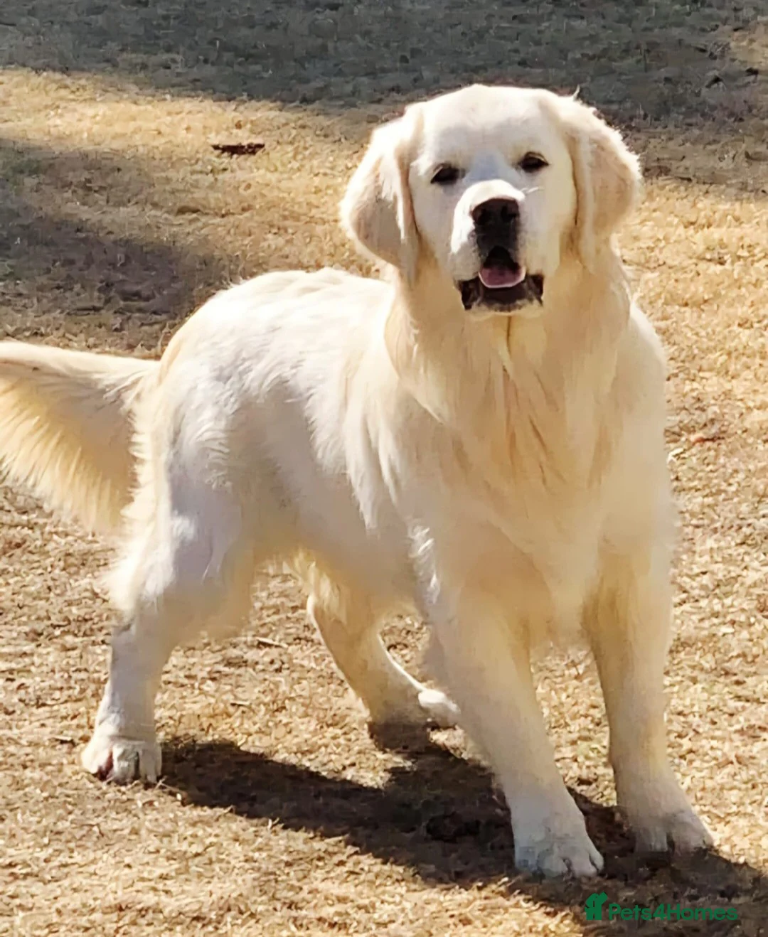 Golden Retriever dogs for sale: Newmiller Retrievers Upcoming Litter Announcement - Advert 2