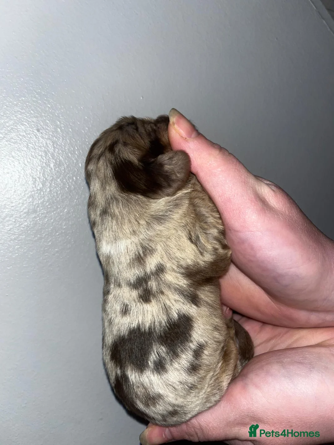 Cocker Spaniel dogs for sale: Cocker spaniel puppies for sale  - Advert 10