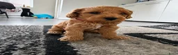 Cockapoo dogs for sale: One boy left, Ready To Leave F1b Cockapoo puppies - Advert 6