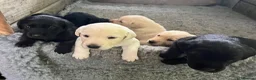Labrador Retriever dogs for sale: Outstanding pedigree Labrador puppies in Faversham - Advert 1