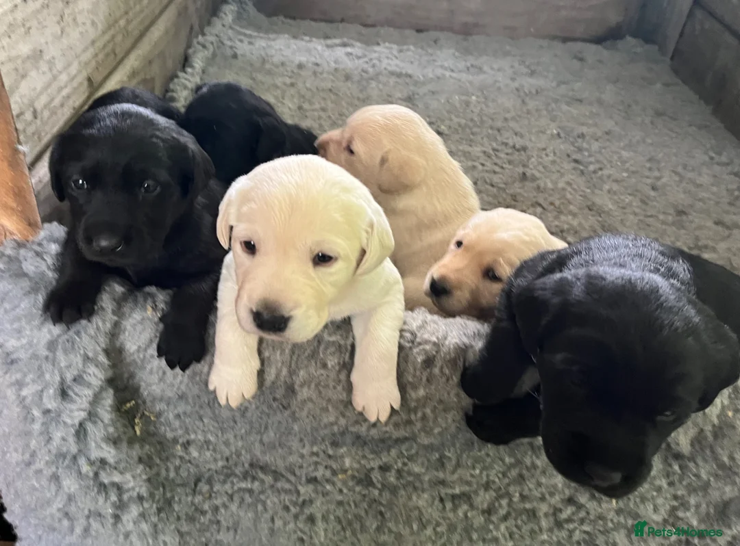 Labrador Retriever dogs for sale: Outstanding pedigree Labrador puppies in Faversham - Advert 1