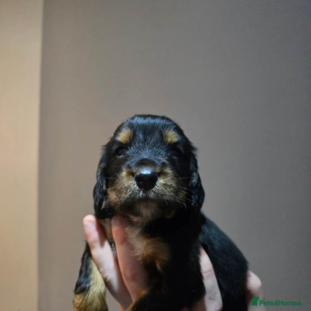 Cocker Spaniel dogs for sale: Cocker spaniel puppies for sale  - Advert 2