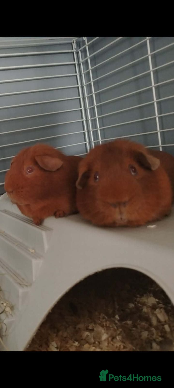 Guinea Pig rodents 2 make guinea pigs - Advert 1