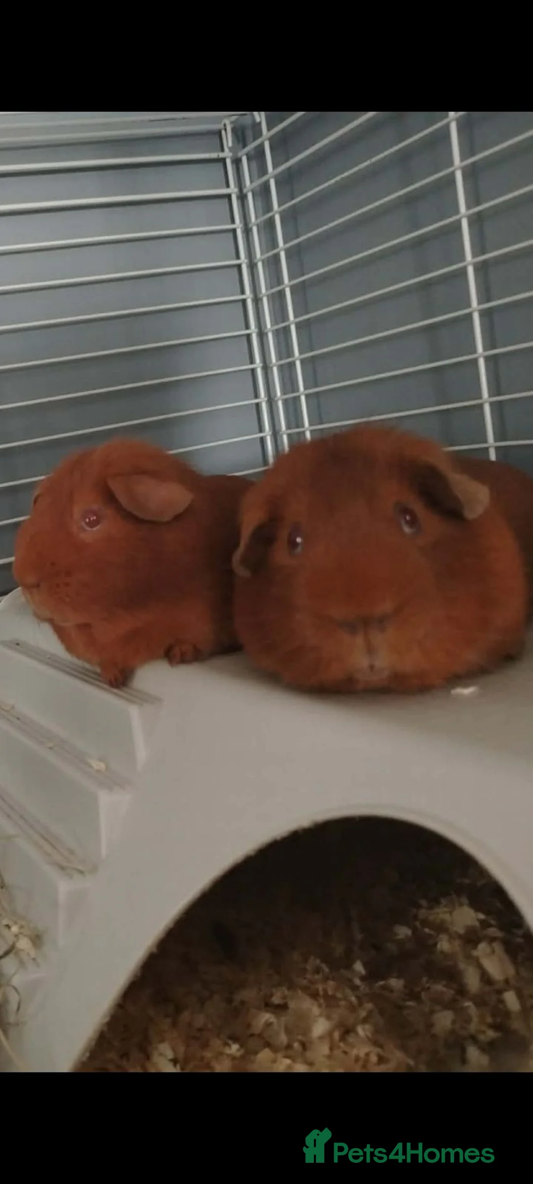 Guinea Pig rodents for sale: 2 make guinea pigs in Great Yarmouth - Advert 1