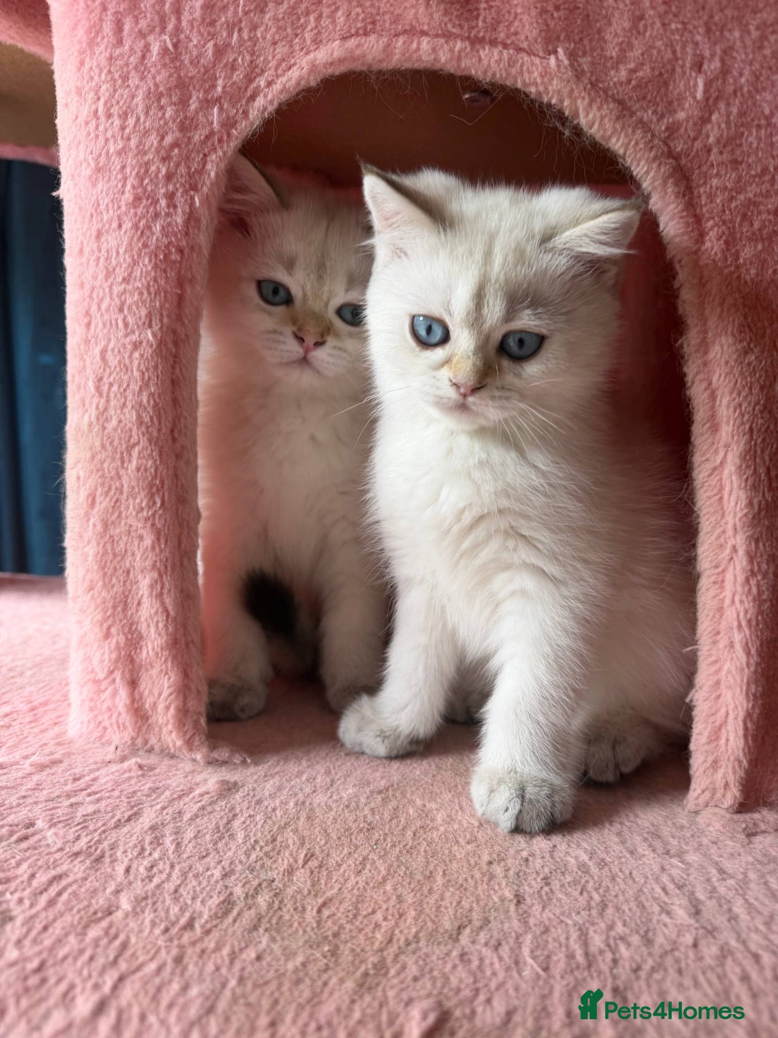 British Shorthair cats Vaccinated British short Hair & long hair READY - Advert 8